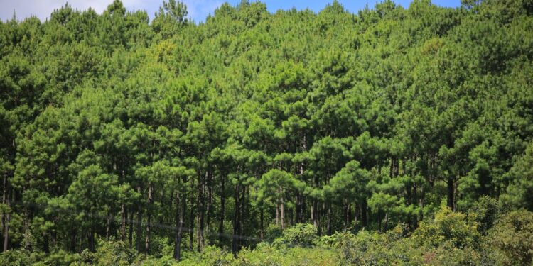 Avances significativos en conservación ambiental en el 2023