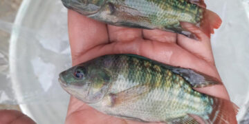 Los alevines contribuyen a la acuicultura y la seguridad alimentaria. / Foto: MAGA.