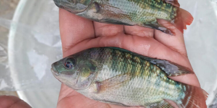 Los alevines contribuyen a la acuicultura y la seguridad alimentaria. / Foto: MAGA.