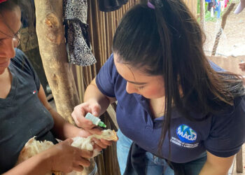 Jornadas de vacunación de aves y charlas educativas llegan a Jocotán, Chiquimula