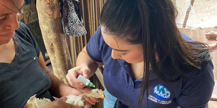 Jornadas de vacunación de aves y charlas educativas llegan a Jocotán, Chiquimula