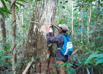 La colaboración entre los regentes forestales del MAGA y los productores en Petén marca un paso significativo hacia un futuro más sostenible. / Foto: MAGA.