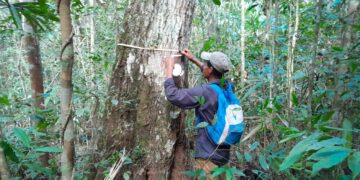 La colaboración entre los regentes forestales del MAGA y los productores en Petén marca un paso significativo hacia un futuro más sostenible. / Foto: MAGA.