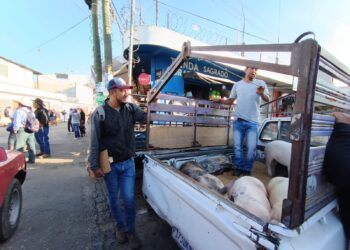 MAGA fortalece la vigilancia sanitaria en el comercio porcino