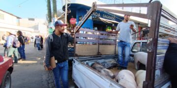 MAGA fortalece la vigilancia sanitaria en el comercio porcino