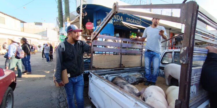 MAGA fortalece la vigilancia sanitaria en el comercio porcino