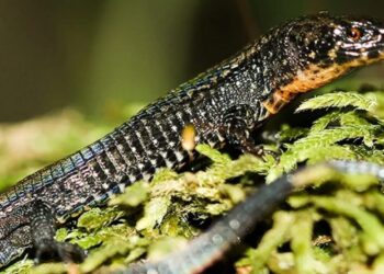 Científicos descubren en la Amazonía peruana dos nuevas especies de lagartijas