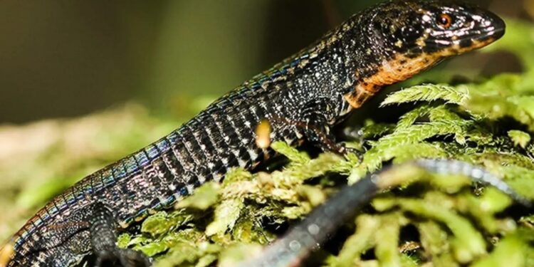 Científicos descubren en la Amazonía peruana dos nuevas especies de lagartijas