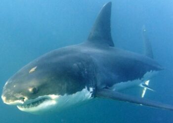 El megalodón no fue ni tan grande ni tan monstruoso como lo pintan en las películas