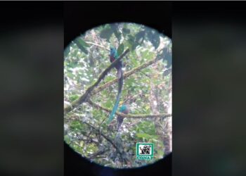 Quetzales