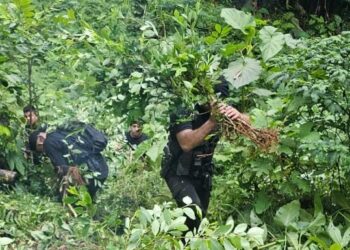 Desmantelan plantación de coca en Izabal