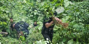 Desmantelan plantación de coca en Izabal
