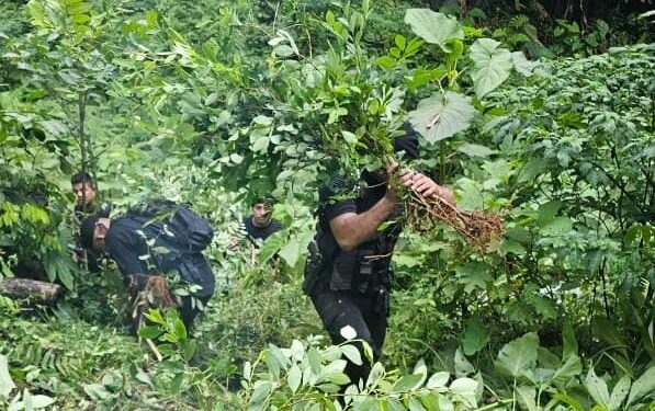 Desmantelan Plantación De Coca En Izabal - Agencia Guatemalteca De Noticias