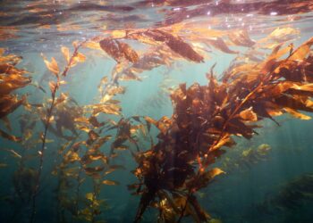 Las algas marinas existen hace más de 32 millones de años. / Foto: EFE.