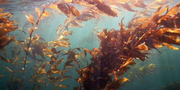 Las algas marinas existen hace más de 32 millones de años. / Foto: EFE.