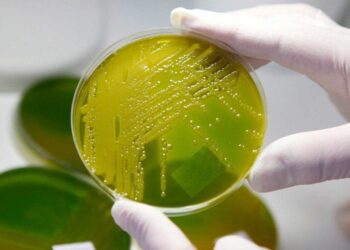 El estudio se enfocó en una bacteria multirresistente. / Foto: EFE.