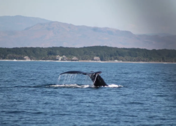 Entidades impulsan el turismo sostenible y la educación ambiental. / Foto: José Moreira, WCS.