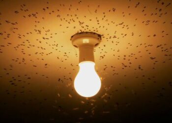 Los insectos atraídos por la luz podrían experimentar vértigo. / Foto: Diario Ecología.
