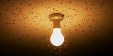 Los insectos atraídos por la luz podrían experimentar vértigo. / Foto: Diario Ecología.
