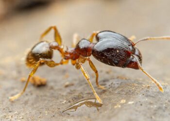 Hormiga cabezona. / Foto: iNaturalist Ecuador.