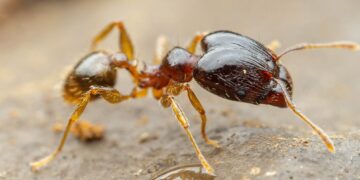 Hormiga cabezona. / Foto: iNaturalist Ecuador.
