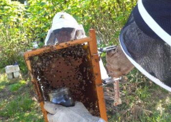 Guatemala busca incrementar la producción y exportación de miel