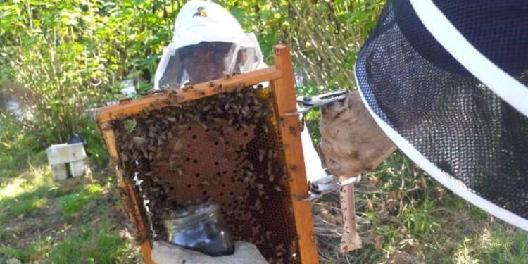 Guatemala busca incrementar la producción y exportación de miel