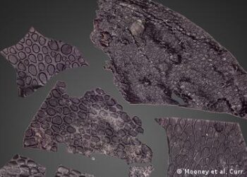 La piel es más antigua a otros fragmentos descritos anteriormente. / Foto: Mooney et al, Curr. Bio. 2024.