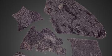 La piel es más antigua a otros fragmentos descritos anteriormente. / Foto: Mooney et al, Curr. Bio. 2024.