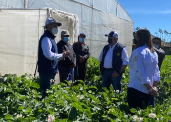 En 2024, el MAGA otorgará insumos a pequeños agricultores