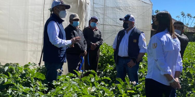 En 2024, el MAGA otorgará insumos a pequeños agricultores