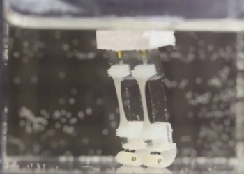 Robot biohíbrido. / Foto: Universidad de Tokio.