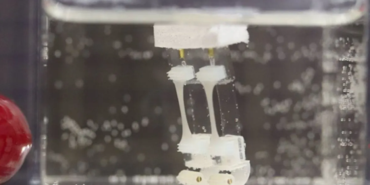 Robot biohíbrido. / Foto: Universidad de Tokio.