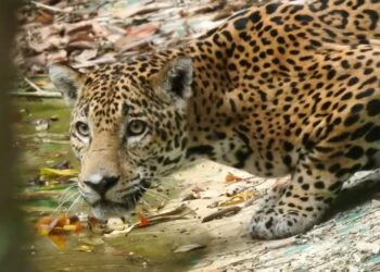 Autoridades velan por el cuidado de todas las especies silvestres del país. /Foto: Conap