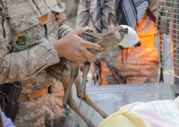 Rescatan cría de venado cola blanca afectado por incendio en el volcán de Agua