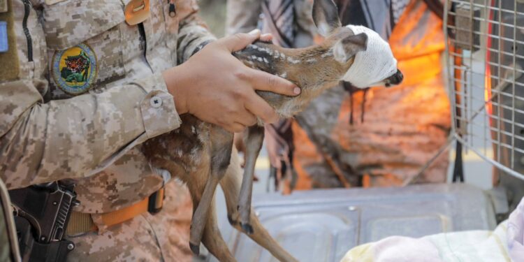 Rescatan cría de venado cola blanca afectado por incendio en el volcán de Agua