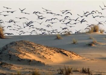 Estudio: Las aves modernas evolucionaron antes de la extinción de los dinosaurios