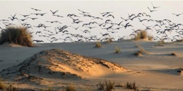 Estudio: Las aves modernas evolucionaron antes de la extinción de los dinosaurios