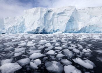 Confirman presencia, por primera vez, del virus de gripe aviar en la Antártida