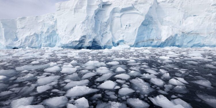 Confirman presencia, por primera vez, del virus de gripe aviar en la Antártida