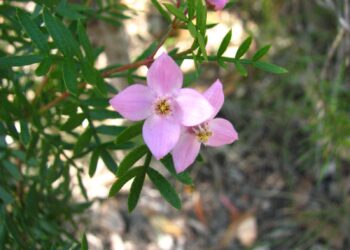 Boronia pinnata, una planta con aroma repulsivo para los herbívoros. / Foto: Australian Plants Society.