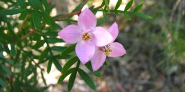 Boronia pinnata, una planta con aroma repulsivo para los herbívoros. / Foto: Australian Plants Society.