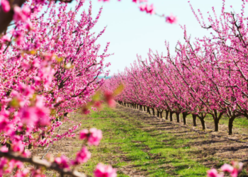 Famosos cerezos de Washington florecerán al máximo entre el 23 y el 26 de marzo