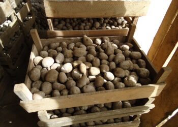 Pequeños productores de papa reciben capacitación e insumos