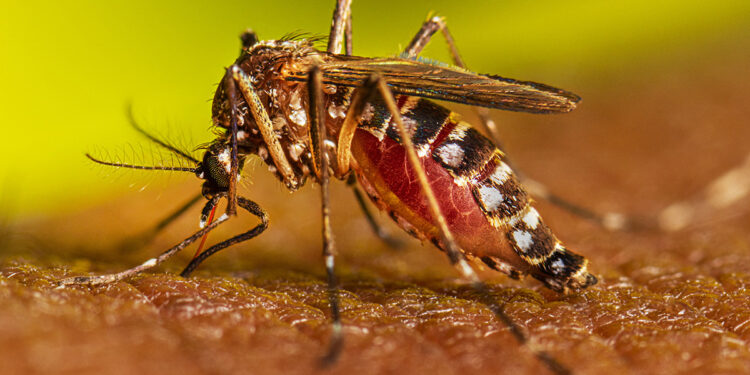 Brasil supera un millón de casos de dengue en lo que va del año