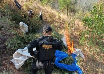 Erradican e incineran laboratorio de marihuana en Totonicapán