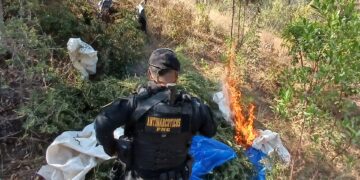 Erradican e incineran laboratorio de marihuana en Totonicapán