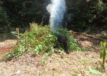 Fuerzas de seguridad procedieron con la erradicación de los arbustos de coca. / Foto: PNC.