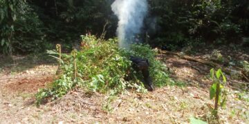 Fuerzas de seguridad procedieron con la erradicación de los arbustos de coca. / Foto: PNC.