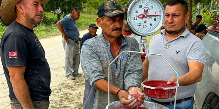 MAGA capacita en Petén sobre nutrición de ganado bovino